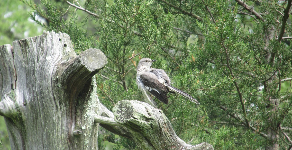 Northern Mockingbird - CLI Birding