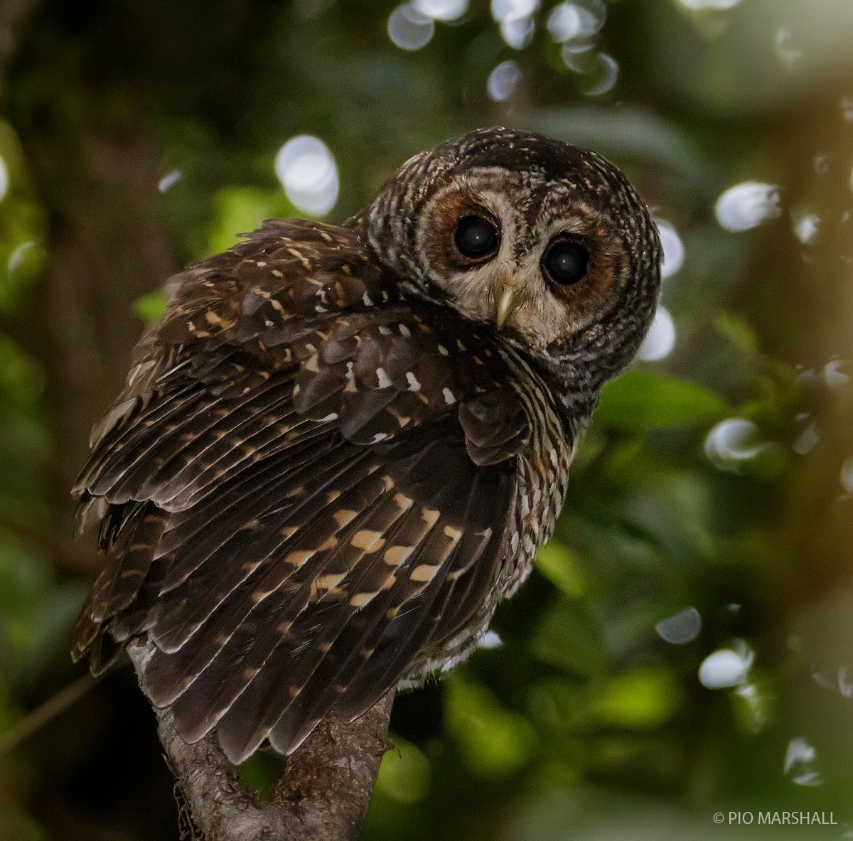 Rufous-legged Owl - Pio Marshall