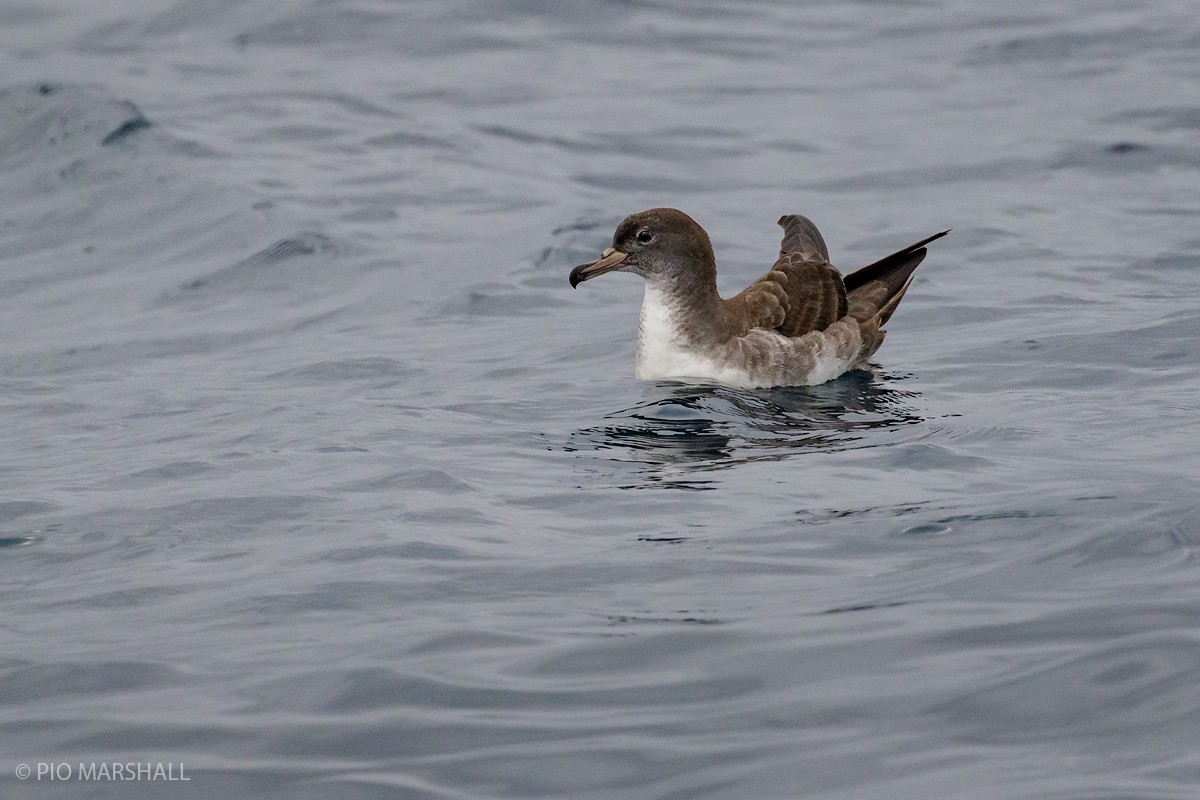 Pink-footed Shearwater - ML101390111