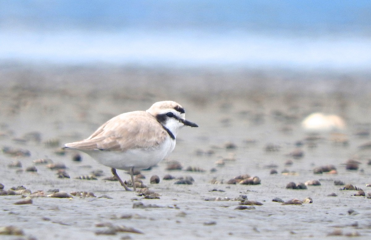 Snowy Plover - Cole Gaerber