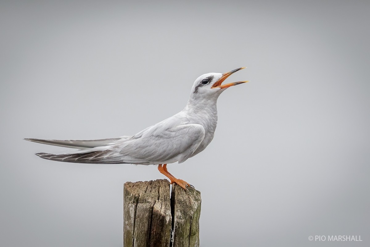 Snowy-crowned Tern - Pio Marshall