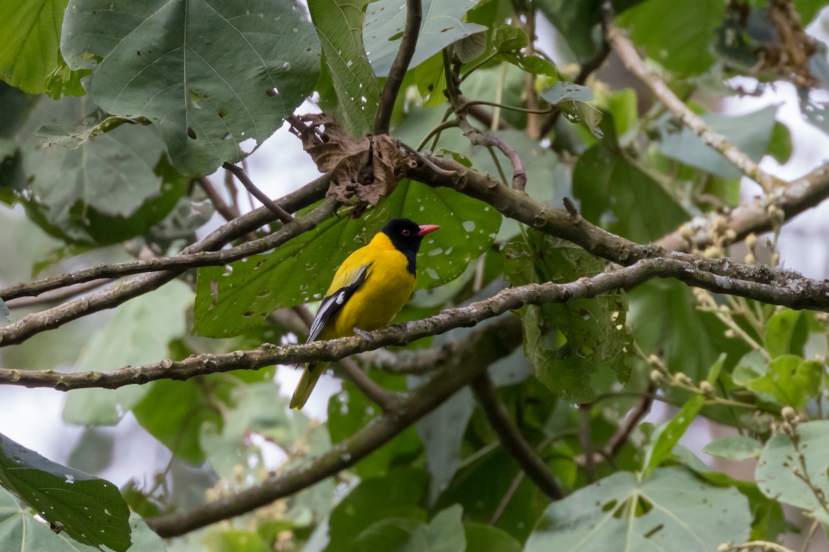 Black-tailed Oriole - Christopher Sloan