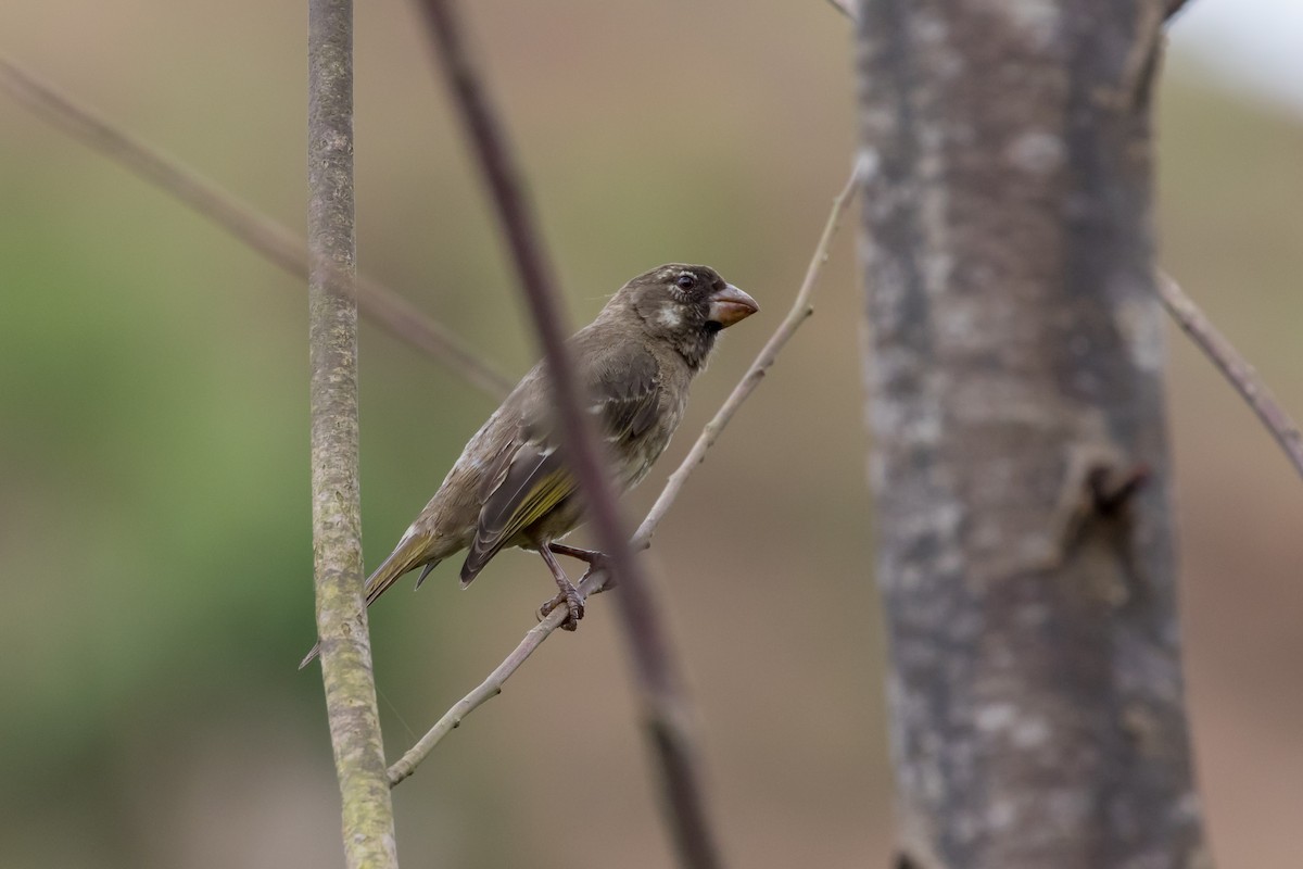 Thick-billed Seedeater - Christopher Sloan