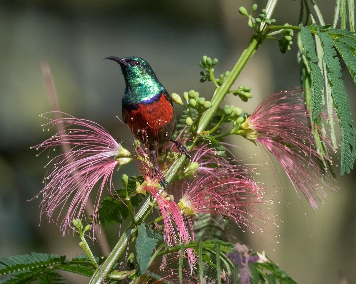 Northern Double-collared Sunbird - Christopher Sloan