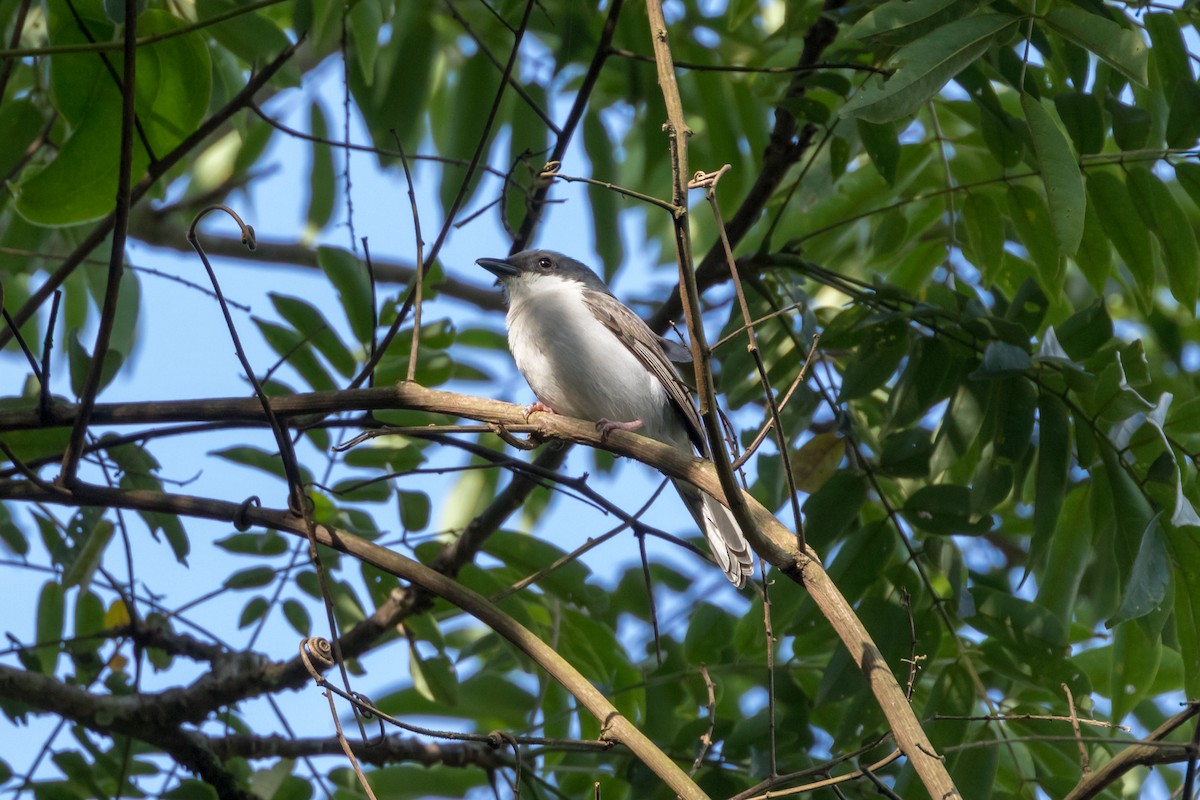 Pink-footed Puffback - ML101395071
