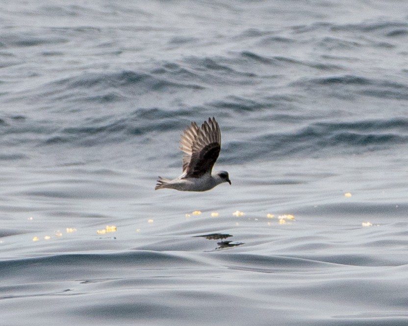 Fork-tailed Storm-Petrel - ML101395301