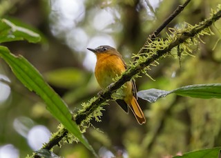 White-bellied Robin-Chat - Cossyphicula roberti - Birds of the World