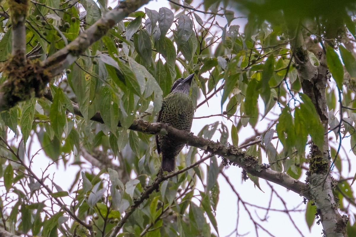 Hairy-breasted Barbet - ML101395481