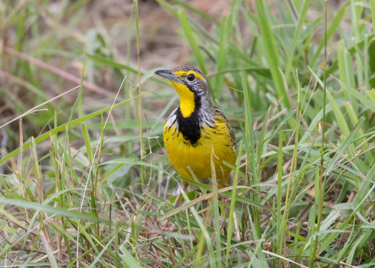 Yellow-throated Longclaw - Christopher Sloan