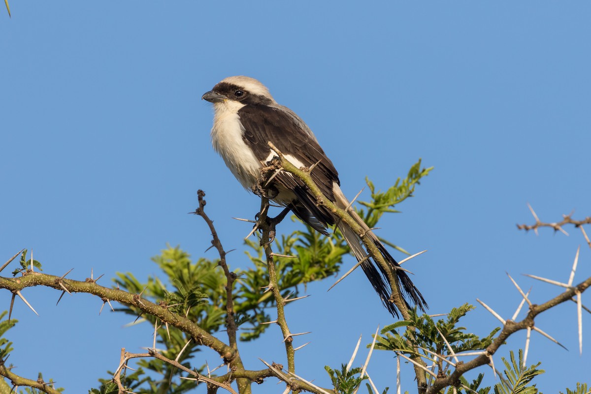 Gray-backed Fiscal - ML101396601