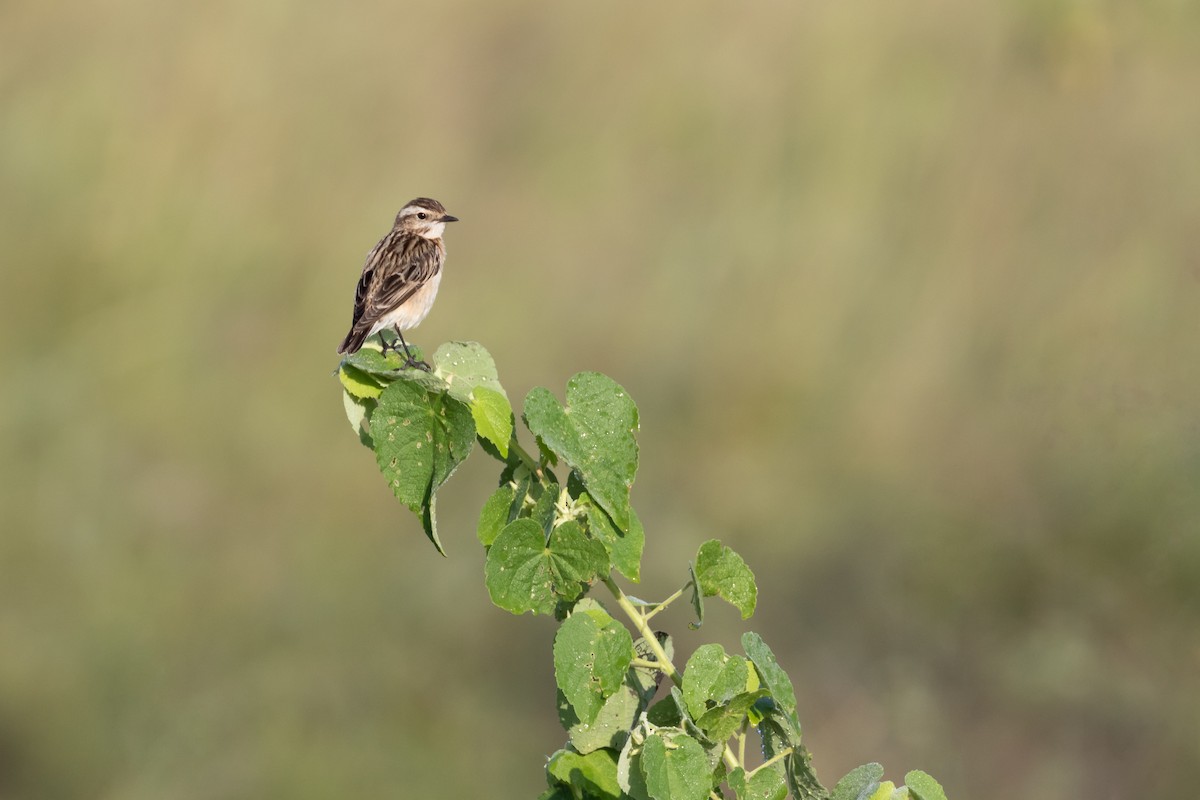 Whinchat - ML101396611