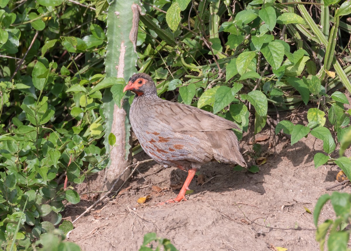 Red-necked Spurfowl - ML101396891