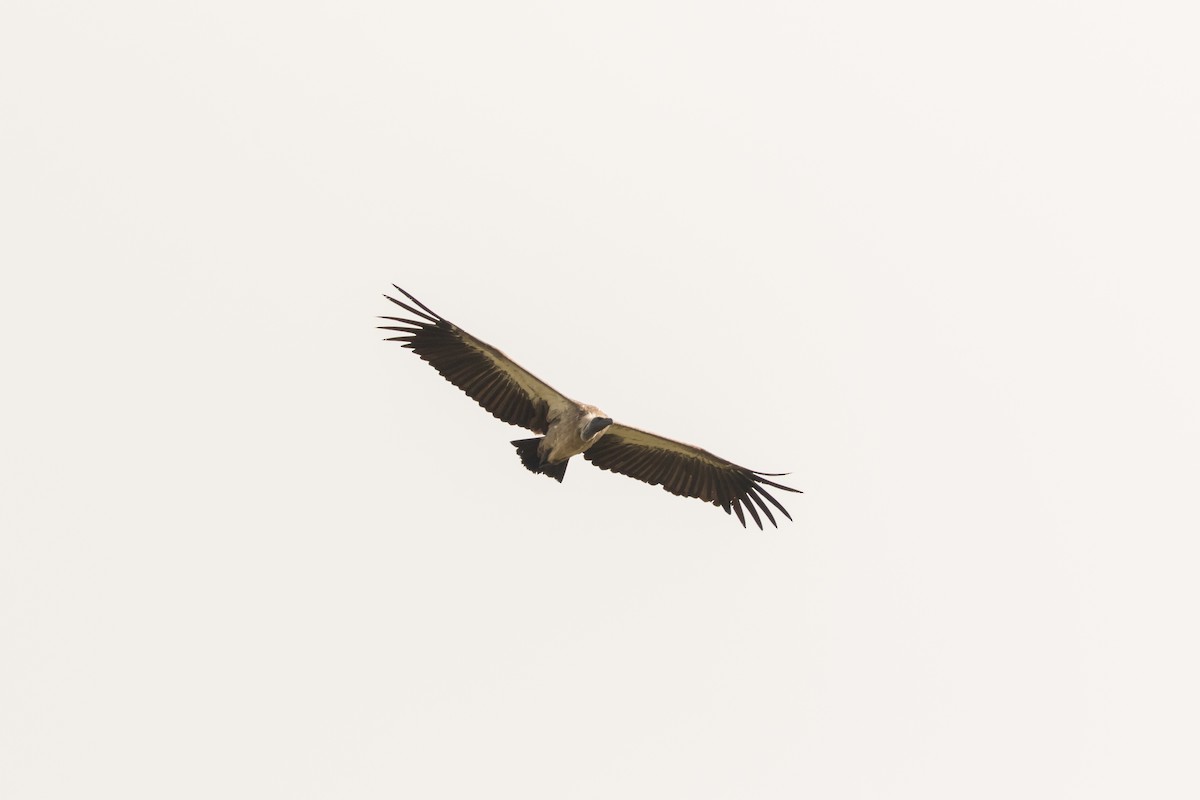 White-backed Vulture - ML101396921