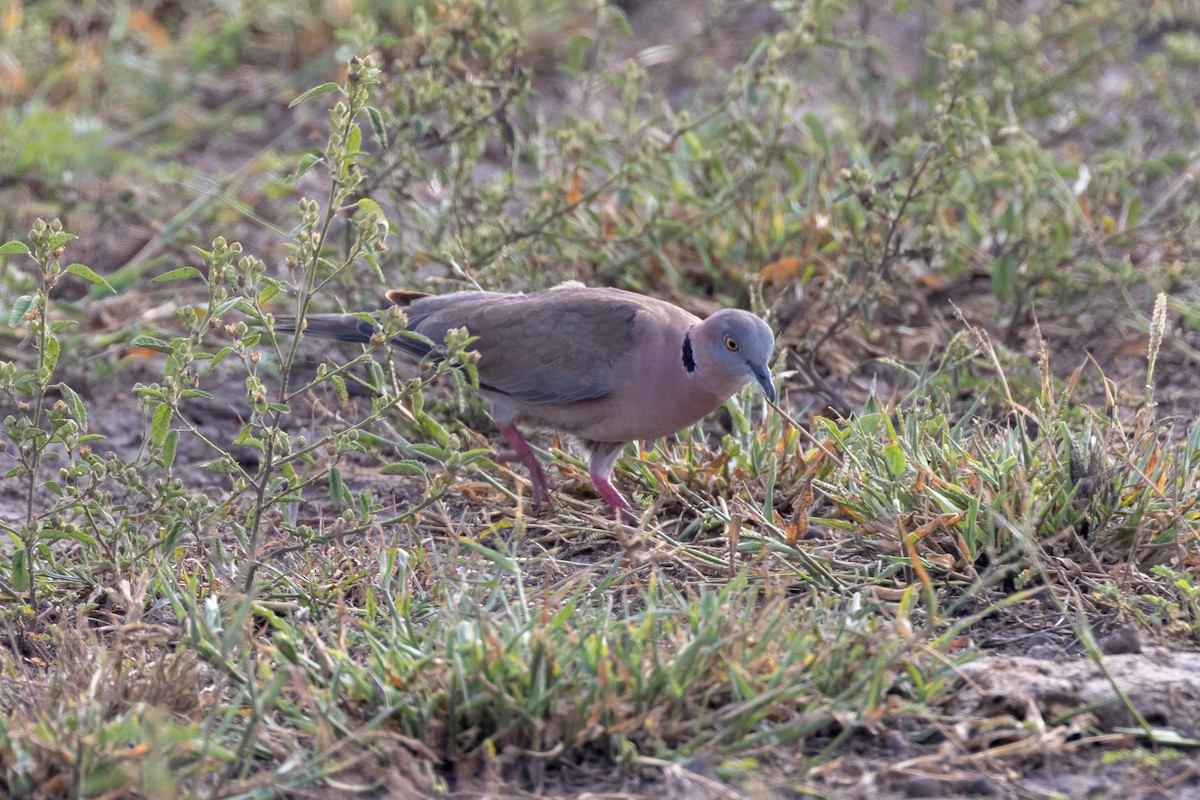 Mourning Collared-Dove - ML101396951