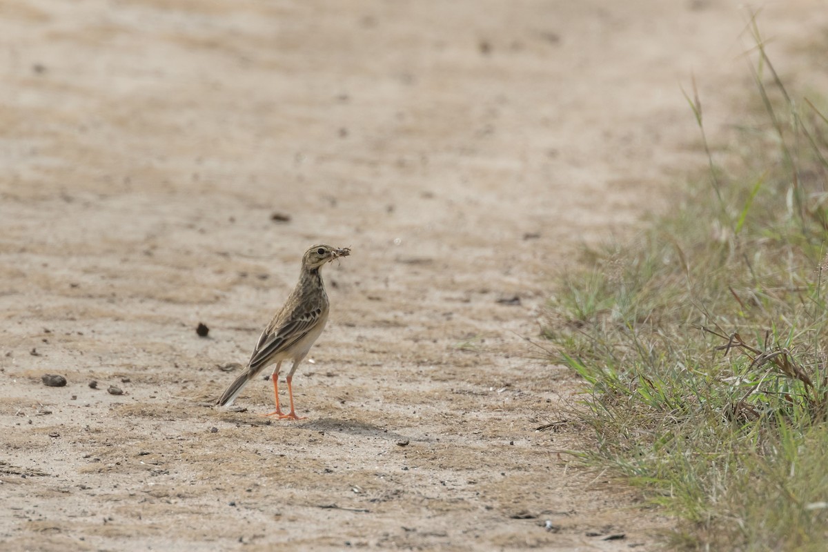 African Pipit - ML101397051