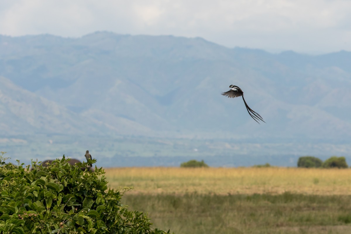 Pin-tailed Whydah - ML101397141