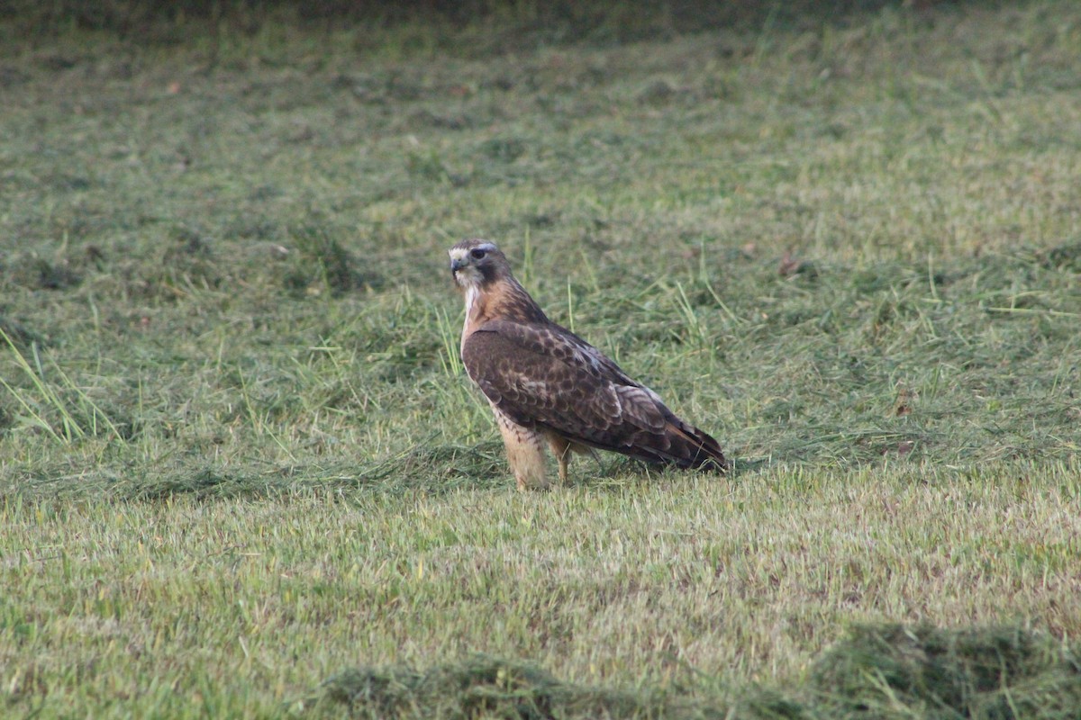 Red-tailed Hawk - Kaden Neibauer
