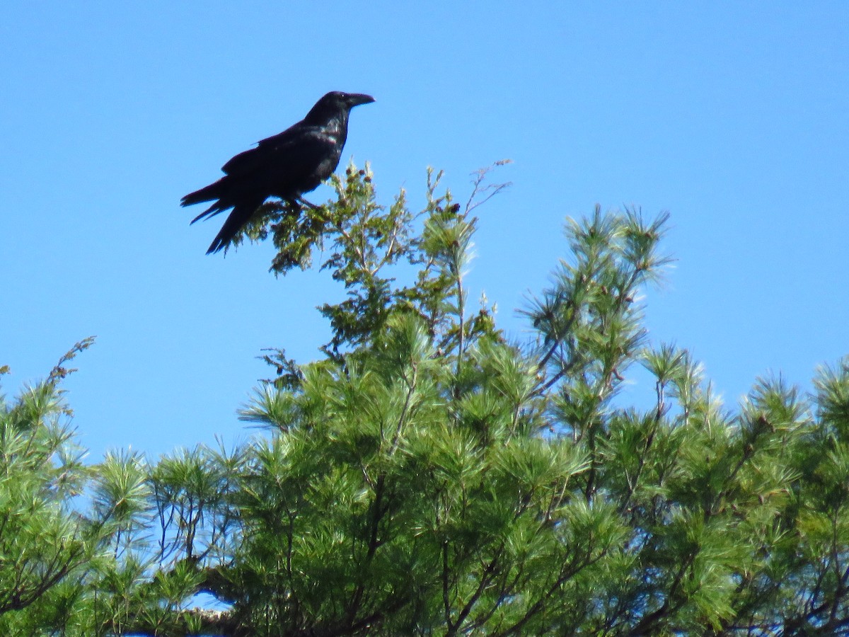 Common Raven - Andy de Champlain