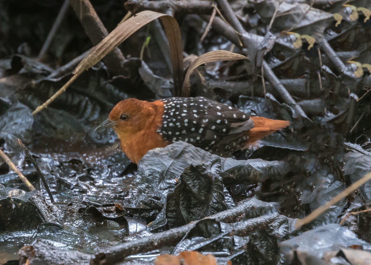 White-spotted Flufftail - Christopher Sloan