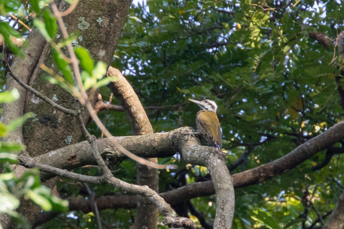 Golden-crowned Woodpecker - Christopher Sloan