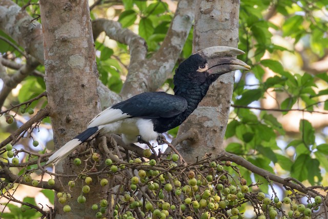 Photos - White-thighed Hornbill - Bycanistes albotibialis - Birds of ...