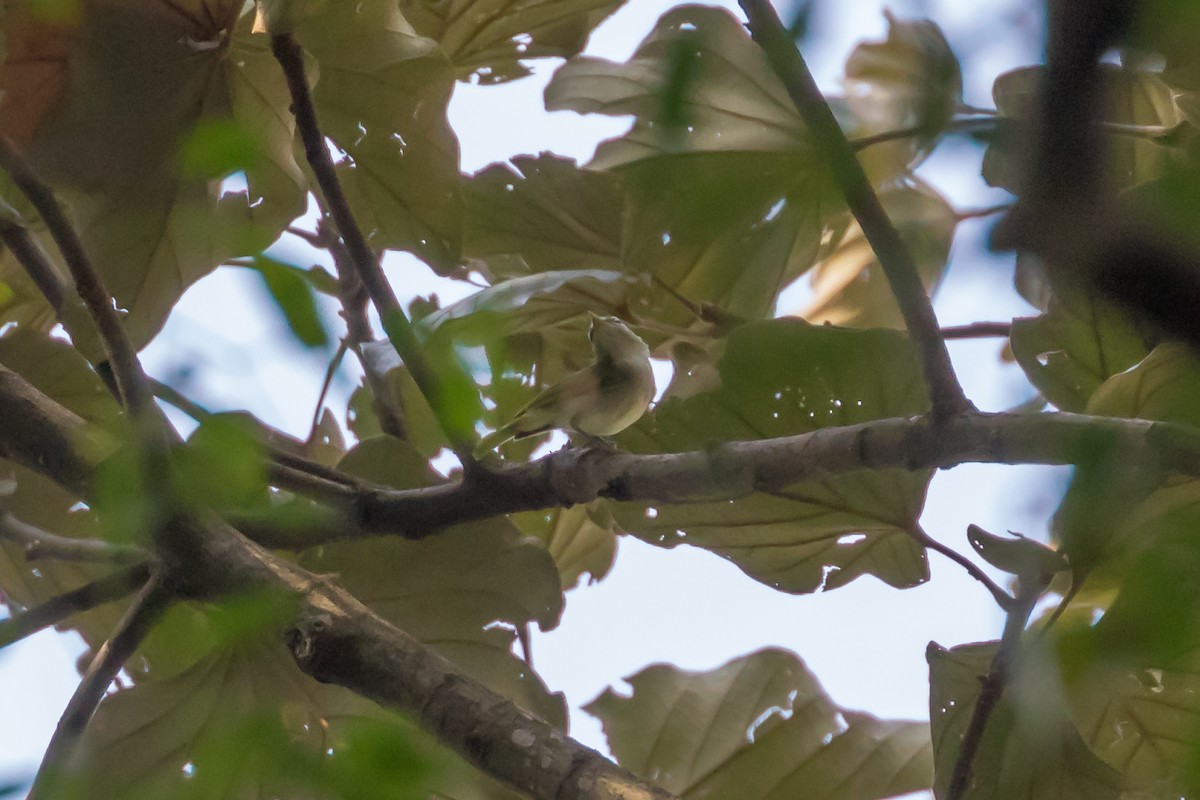 Uganda Woodland-Warbler - ML101401071