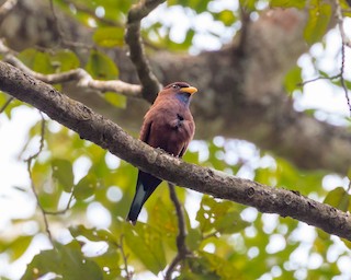  - Blue-throated Roller