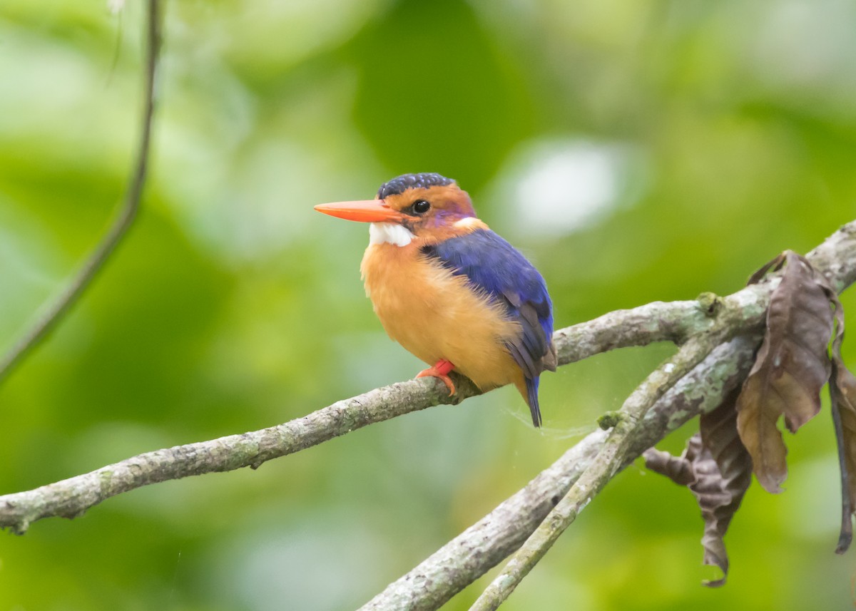 African Pygmy Kingfisher - Christopher Sloan