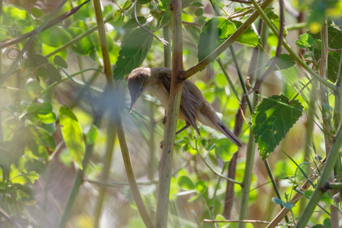 Common Reed Warbler (African) - Christopher Sloan