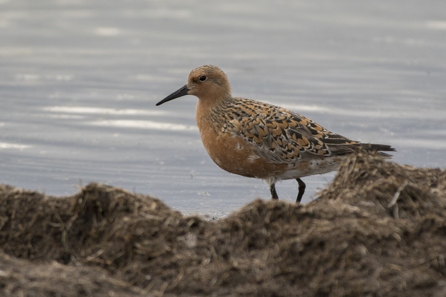 Red Knot - ML101402971