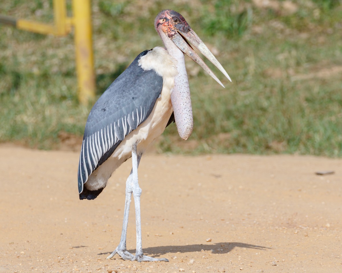 Marabou Stork - Christopher Sloan