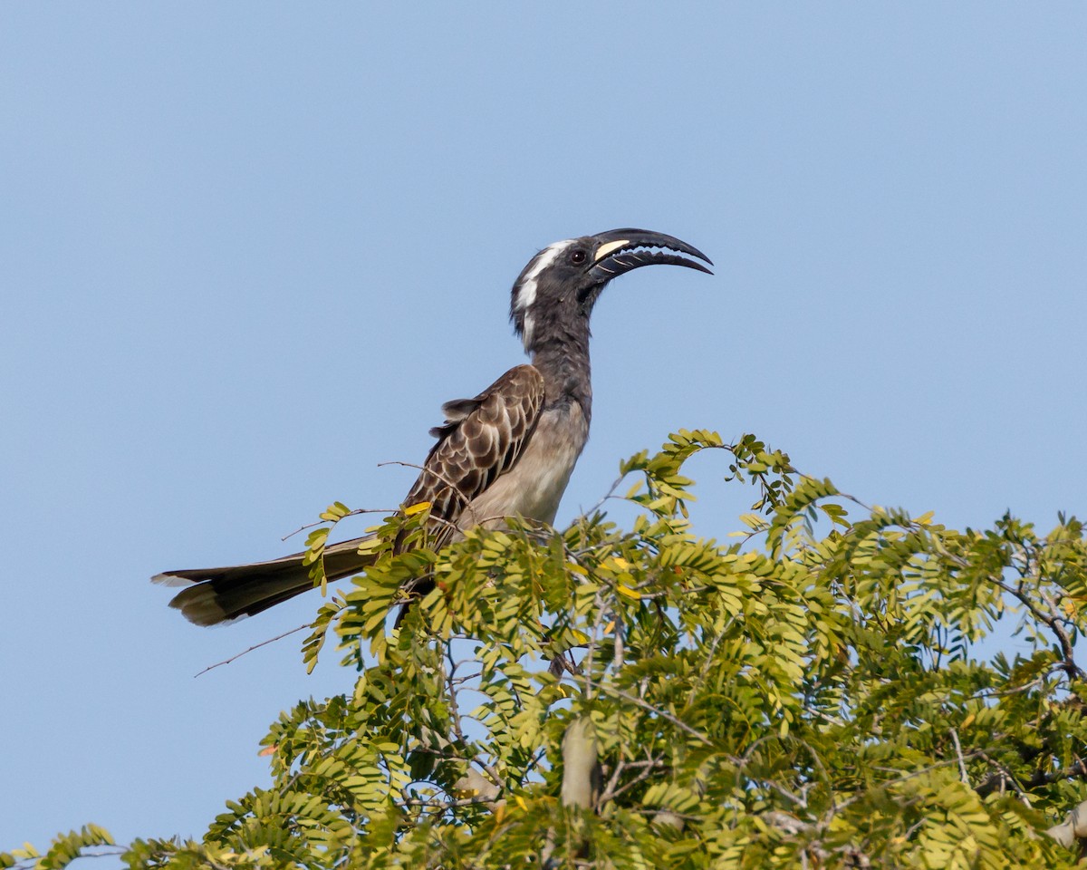 African Gray Hornbill - Christopher Sloan