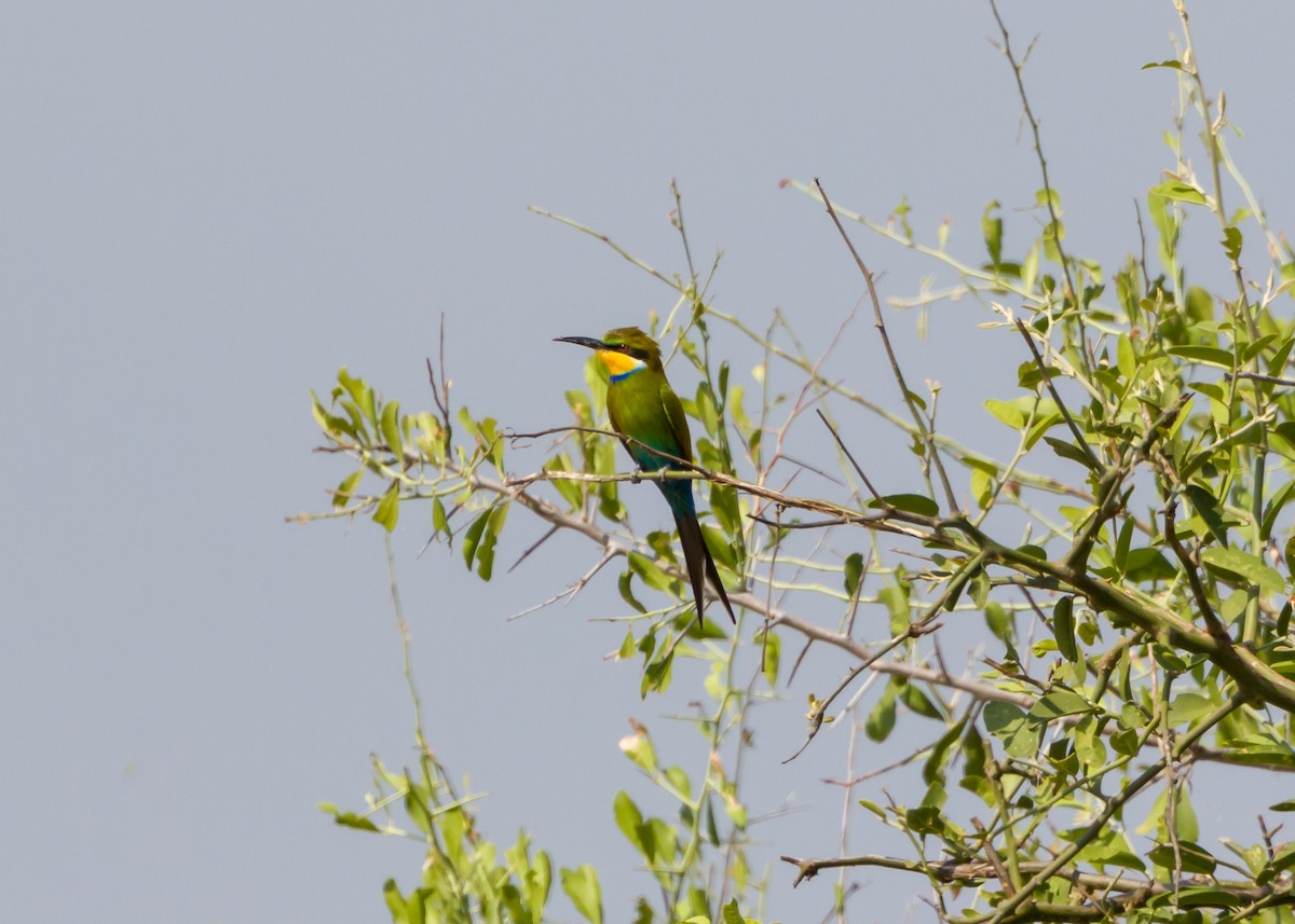 Swallow-tailed Bee-eater - Christopher Sloan