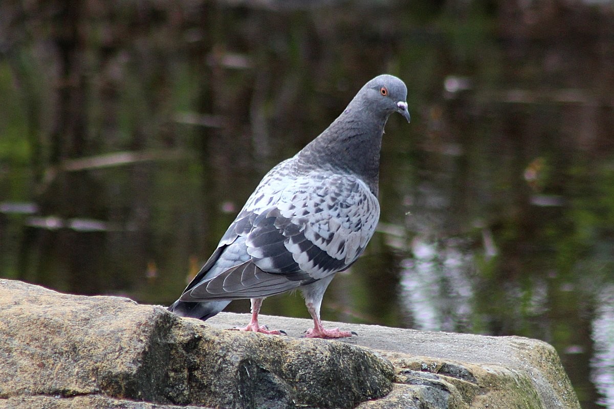 Rock Pigeon (Feral Pigeon) - ML101407911