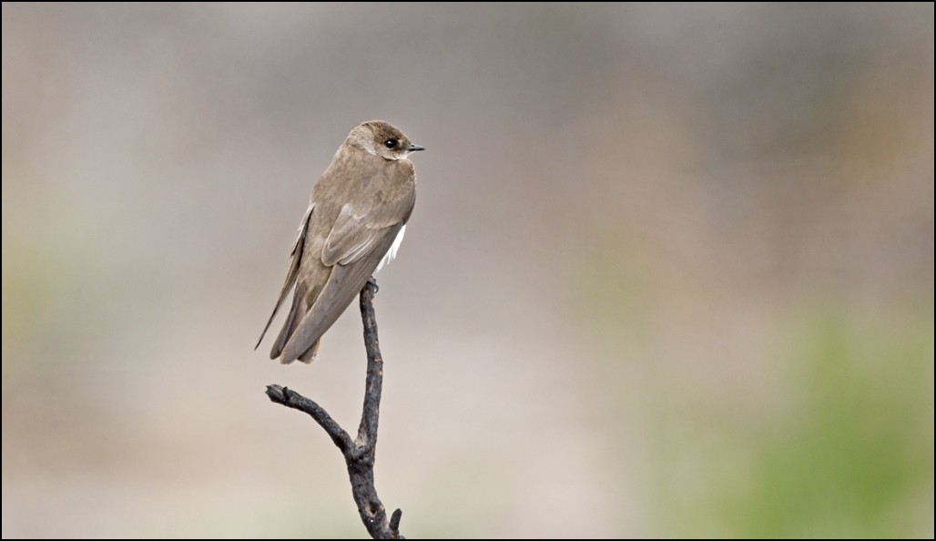 Northern Rough-winged Swallow - Alex Máni Guðríðarsson