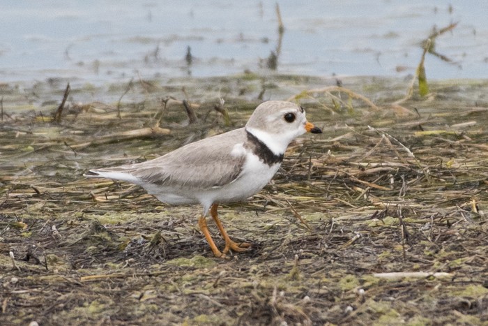 Piping Plover - Annie McLeod