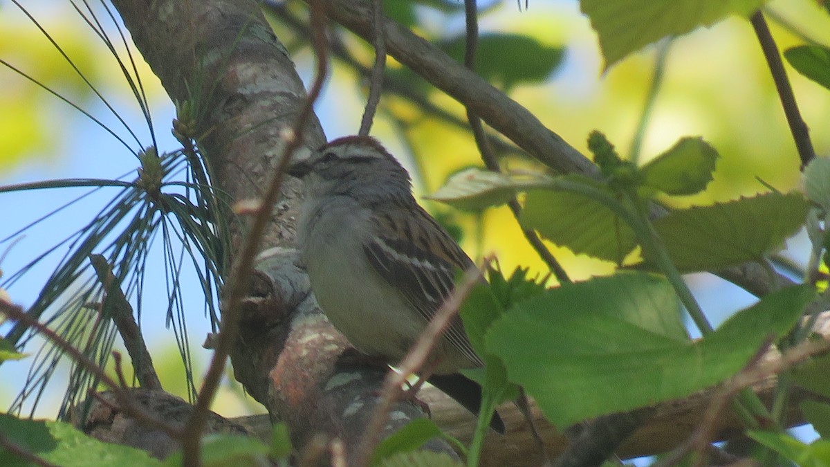 Chipping Sparrow - ML101412981