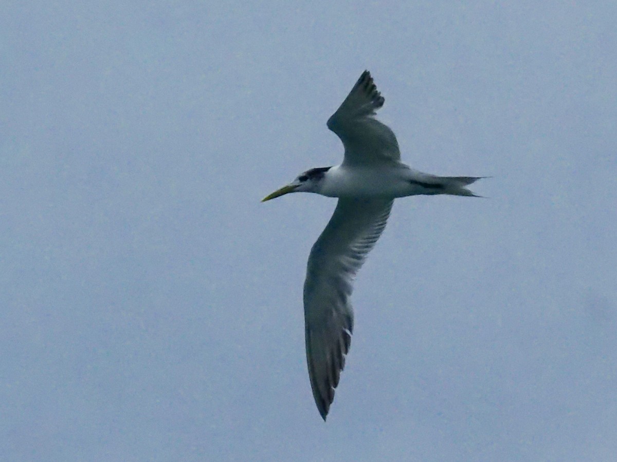 Great Crested Tern - David Boyle