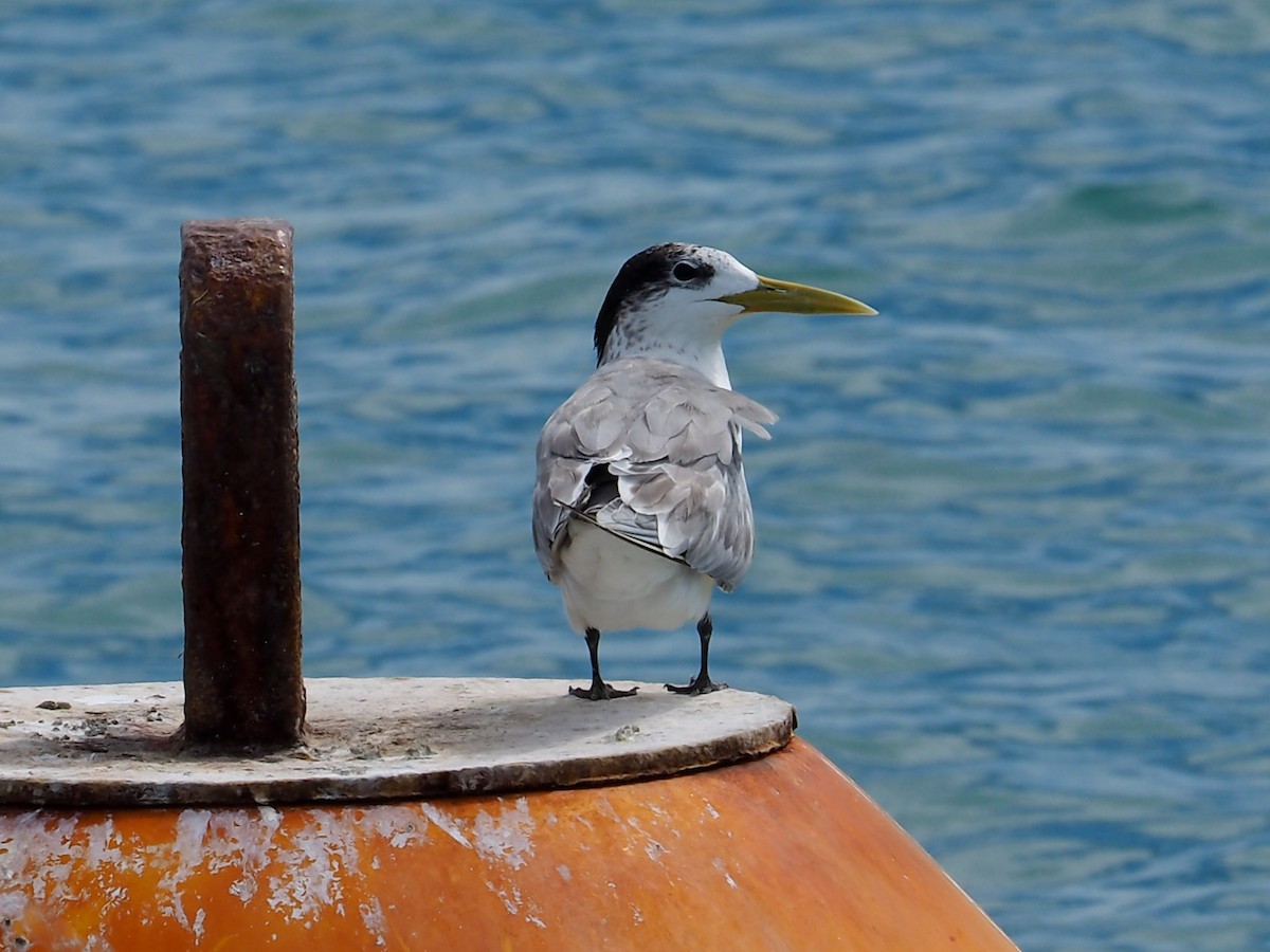 Great Crested Tern - ML101414021
