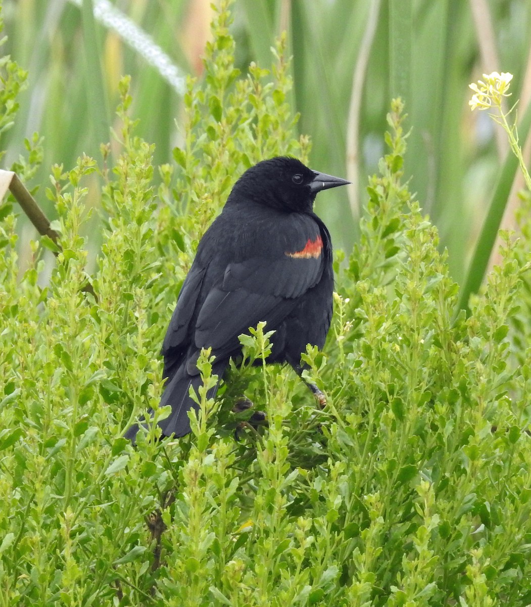 Red-winged Blackbird - Linda Thomas