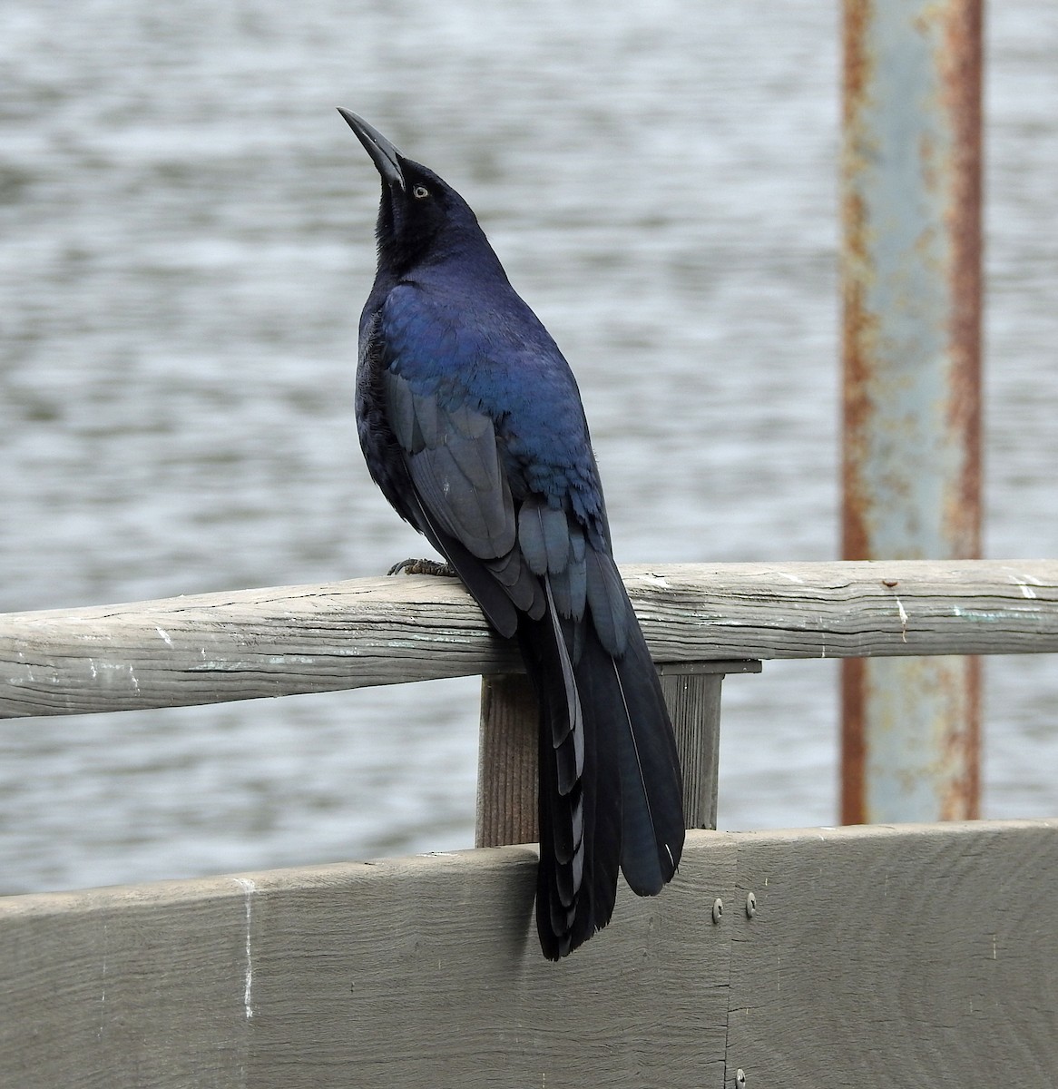 Great-tailed Grackle - ML101414281