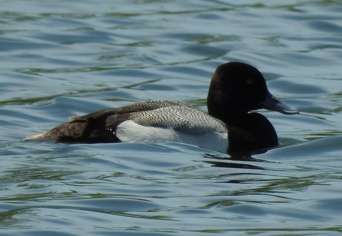 Greater Scaup - Dave Milsom