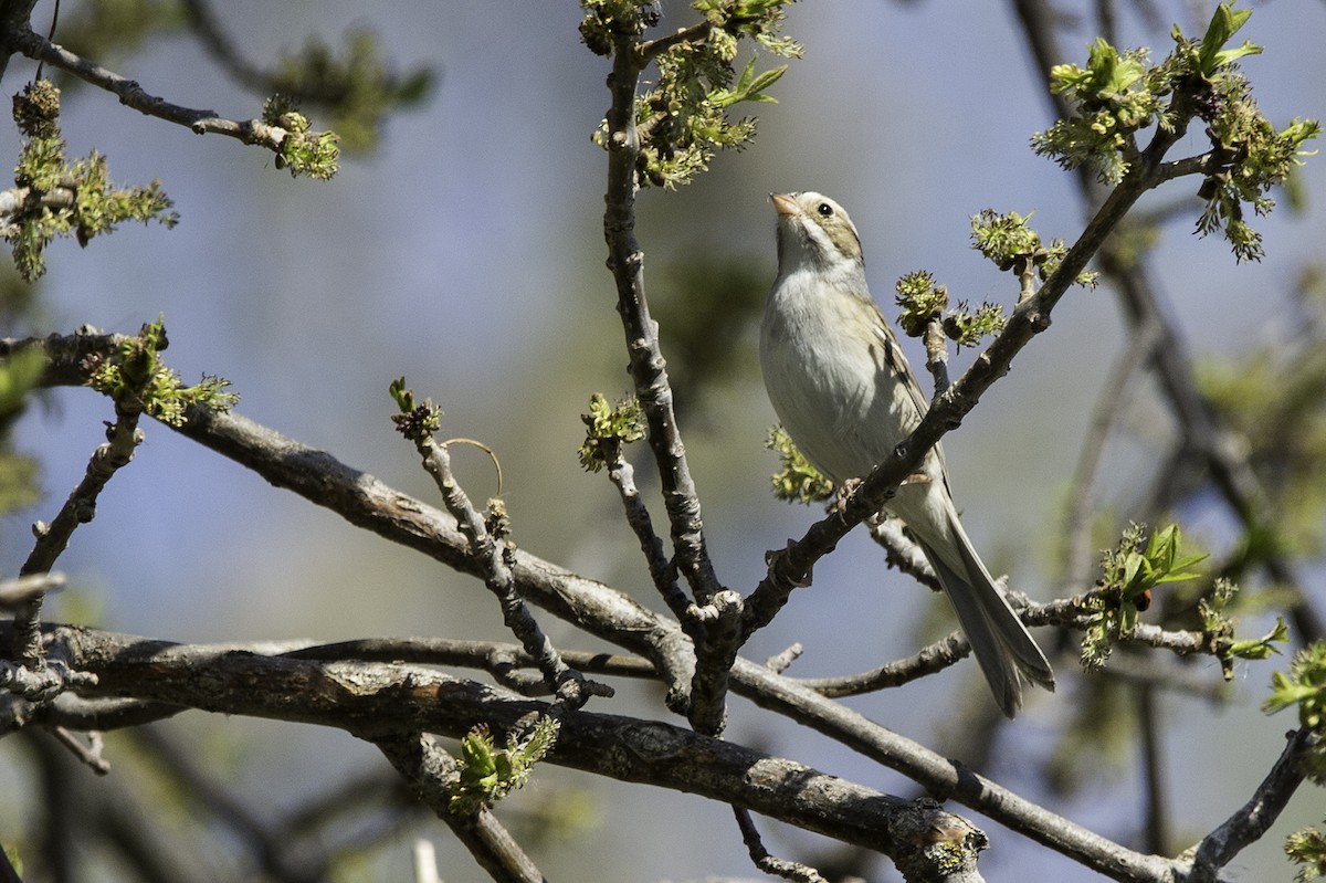 Clay-colored Sparrow - Cam Nikkel
