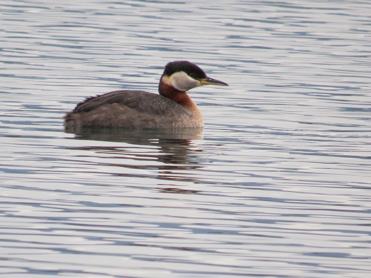 Red-necked Grebe - ML101418531