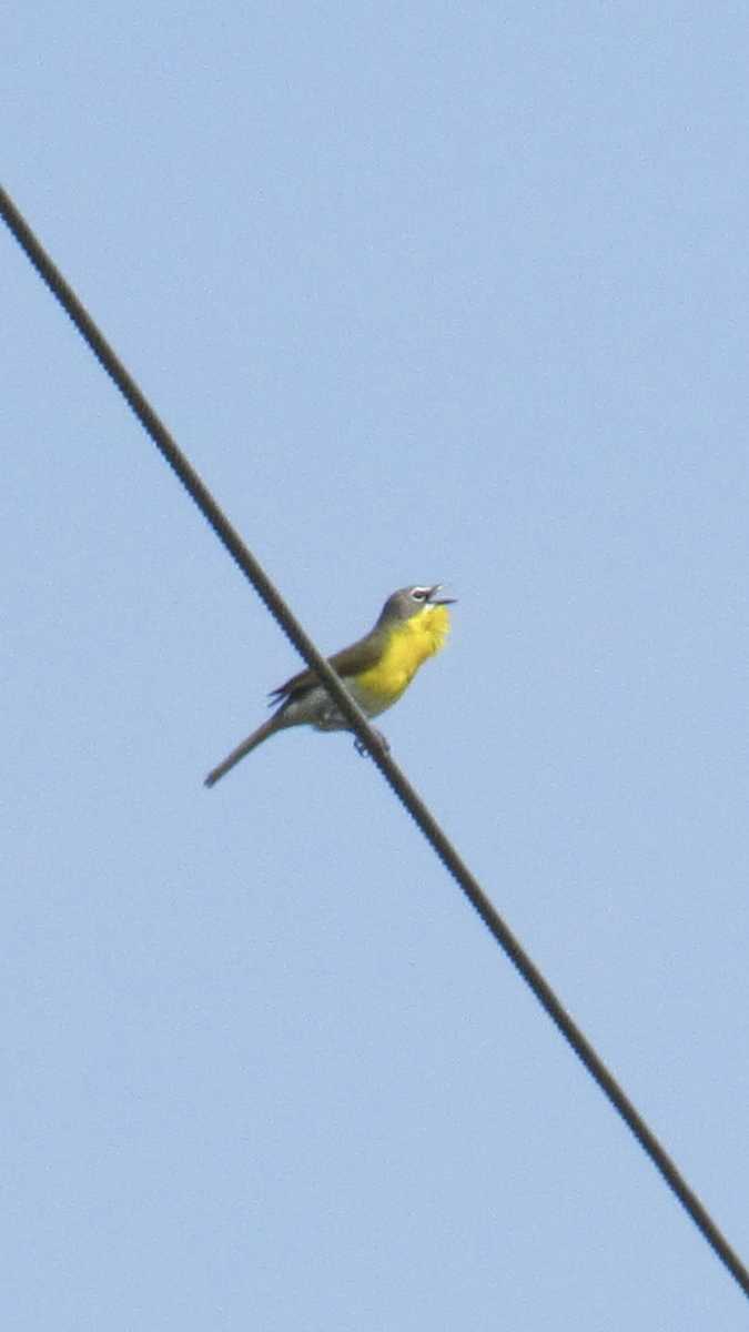 Yellow-breasted Chat - ML101421421