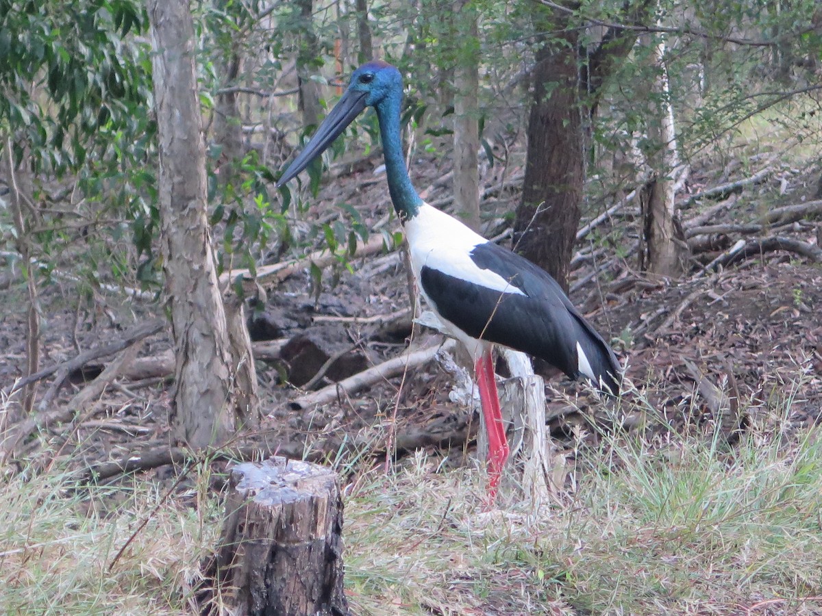 Black-necked Stork - ML101422891