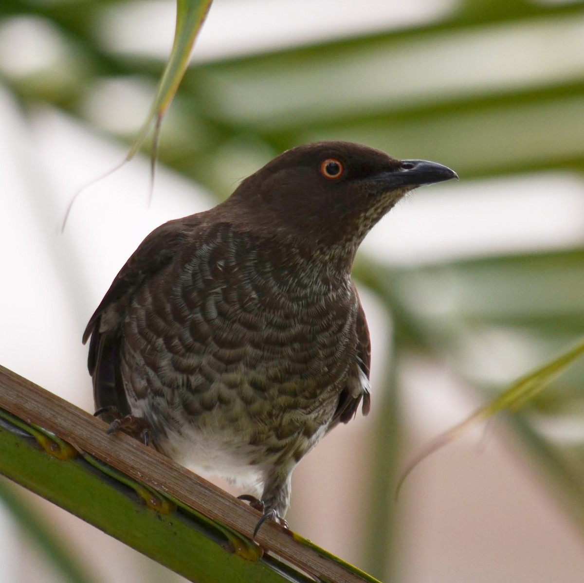 Scaly-breasted Thrasher - ML101423711