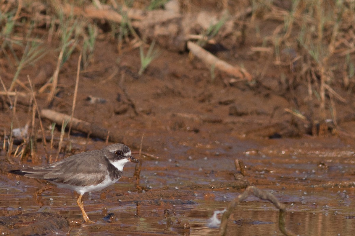Semipalmated Plover - ML101426791