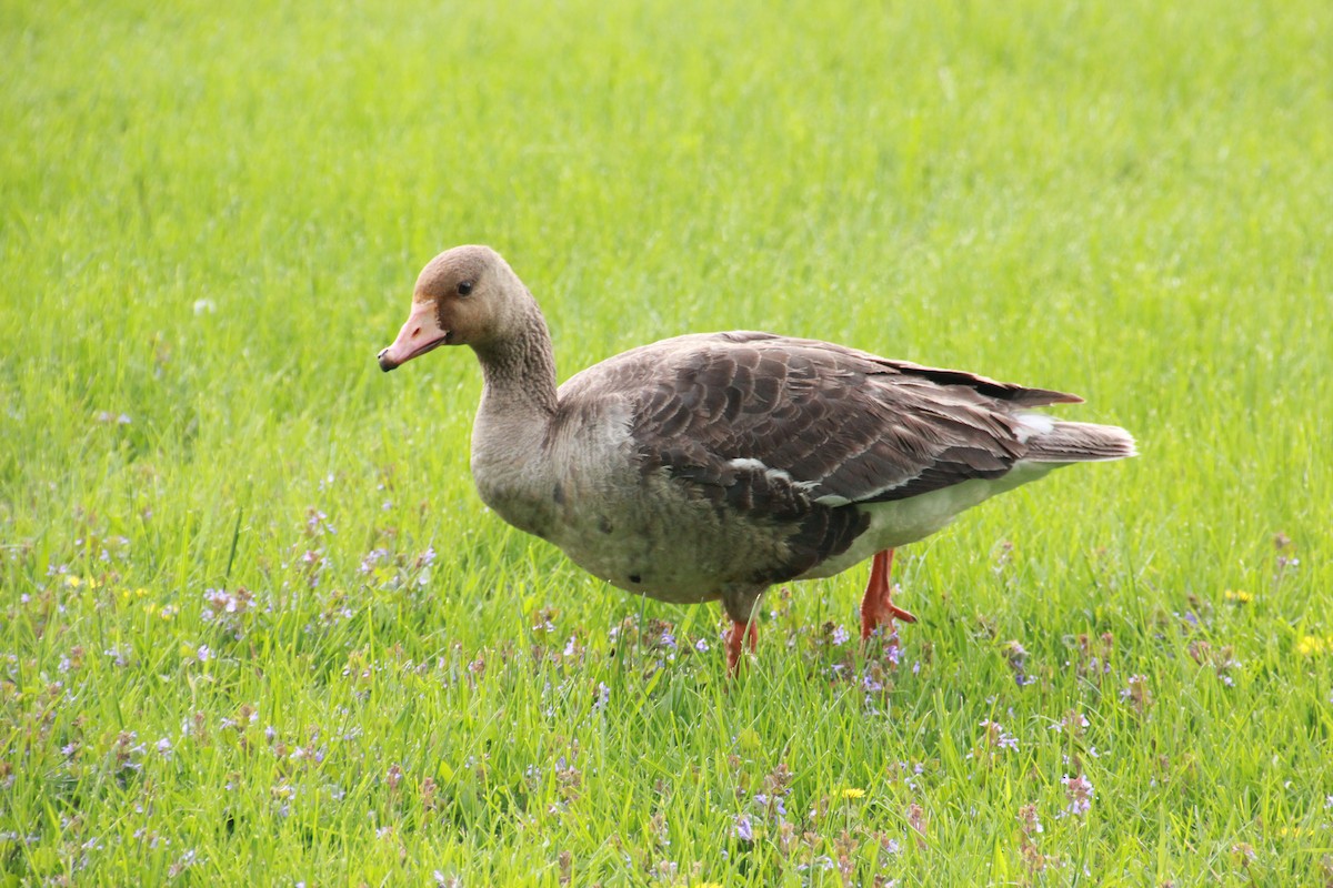 Greater White-fronted Goose - Mathew Zappa