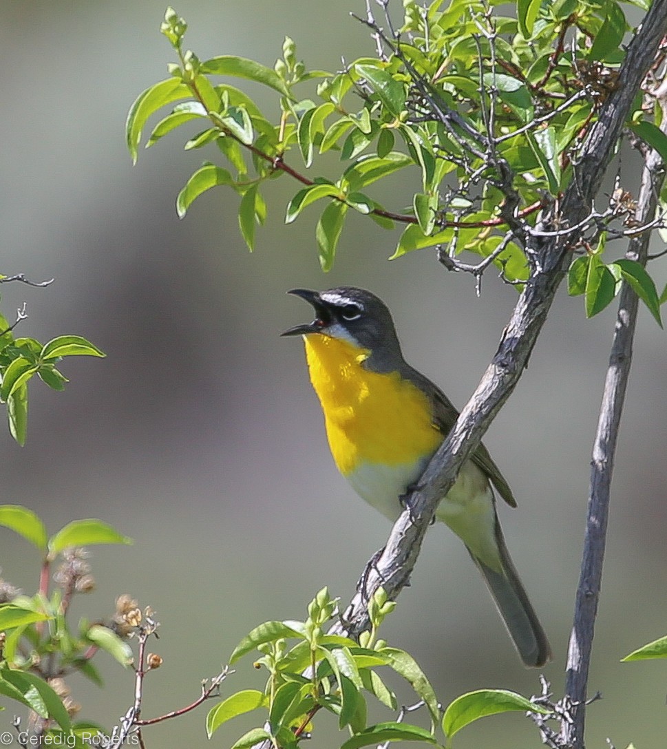 Yellow-breasted Chat - Ceredig  Roberts